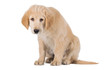 Miserable Golden Retriever puppy sitting front view isolated