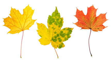 Canvas Print - autumn red green yellow maple leaves white background