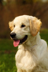 Wall Mural - Happy puppy Golden Retriever walks in the summer on the nature,