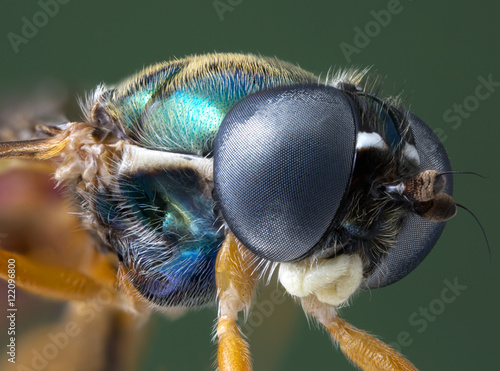 Plakat na papierze fotorealistycznym Makrofotografia owadów: przyjemna chloromia (chloromyia formosa)