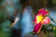 Female Ruby Throated Hummingbird Inspecting A Daylily For Nectar. These Birds Visit North Quebec In The Summer Months Where They Breed And Return South For Winter In The Beginning Of September.