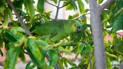 Wild Parrot