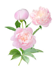 Wall Mural - peony