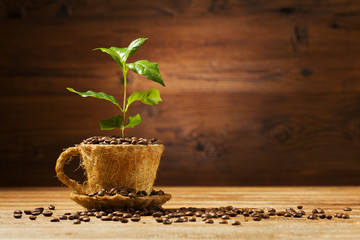 Coffee tree grows out of a cup of coffee beans.