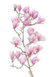 Fototapeta Dmuchawce -  pink magnolia