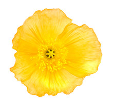  Yellow Poppy