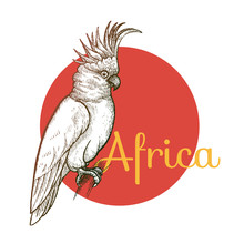 African Animals. Cockatoo Bird. Illustration Vector Art. Style Vintage Engraving. Hand Drawing.