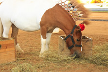 Closeup Pony Dwarf Horses Eating Hay