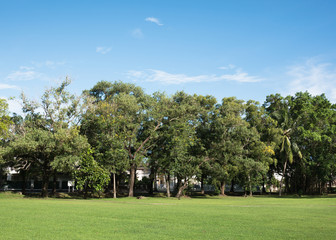 green lawn and tree in park with light blue sky and cloud