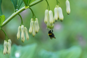 Bee on flower