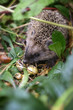 Kleiner Baby Igel auf Futtersuche im Garten hat leckere Schnecken gefunden