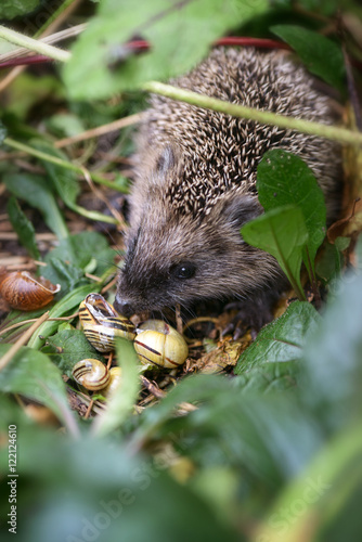 Kleiner Baby Igel Auf Futtersuche Im Garten Hat Leckere Schnecken