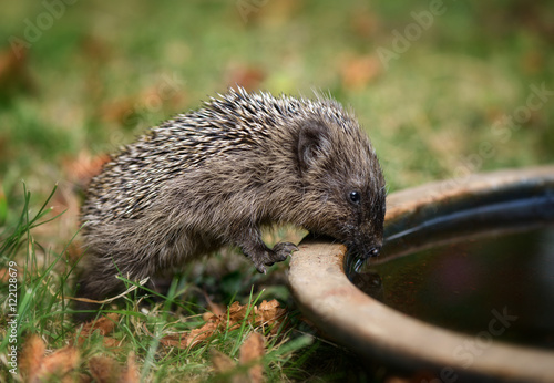 Kleiner Baby Igel trinkt im Garten aus einer Wasserschale Wasser. - Buy