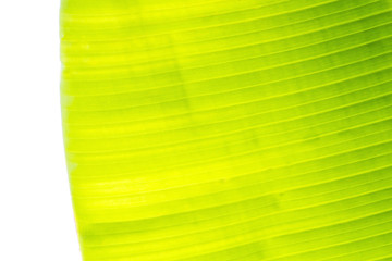 background texture of green banana leaf for your design