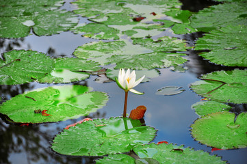 white lotus, water lilly