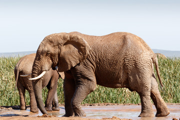 African Bush Elephant - Standing and playing in the mud