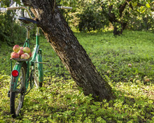 Ripe Apples Lie On Luggage Carrier Of An Old Bicycle Which Stands In A Garden In The Countryside