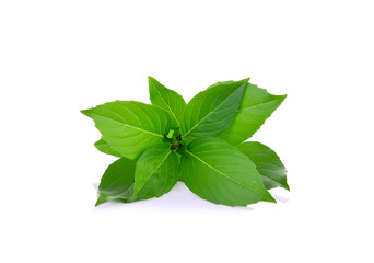 Sweet Basil on white background