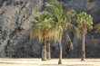 Beautiful palm trees on Las Teresitas beach, Tenerife, Canary Islands