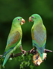 Orange-chinned Parakeets With Banana On Their Beaks