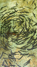 Young Trouts Circleing In Breeding Pool