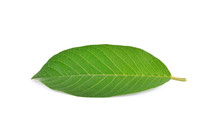 Guava (Psidium Guajava) Leaf Isolated On White Background