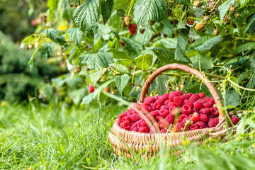 Fresh raspberry basket in the garden