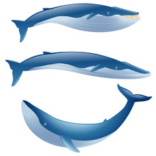 Set Of Cartoon Blue Whales Show On White