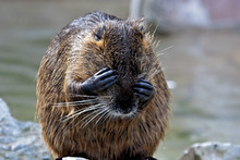 Biber - Beaver - Castorimorpha - Euarchontoglires