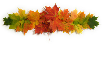 Autumn maple leaves that vignette, green, yellow, orange, and red. Room for copy space!