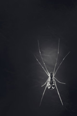 Wall Mural - Close up of a spider