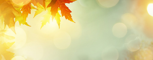 abstract nature autumn background with yellow leaves