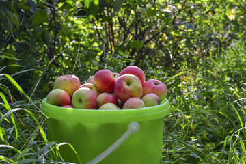 apples in the garden, apples on a tree. Apple garden green sunny