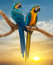 Two Parrots With Sunset Background