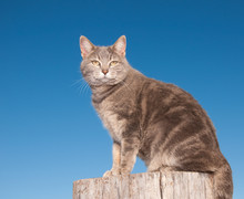 Blue Tabby Cat Sitting On Top Of A Log Against Clear Blue Sky, Looking At The Viewer