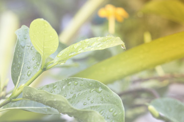 green leaf from tree short life and have yellow color flower from natural