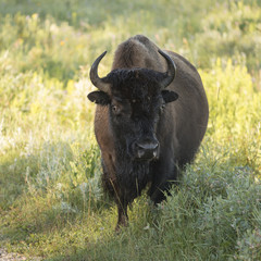 Wall Mural - Bison standing in a field, Lake Audy Campground, Riding Mountain