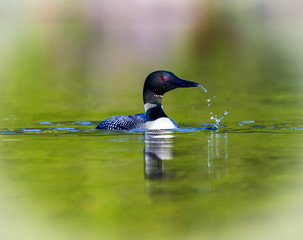 common loon female and male. this shot was taken on lac creux northern quebec canada. here you can s