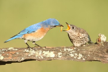 Fototapete - Male Eastern Bluebird With Baby