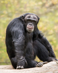  Chimpanzee IV