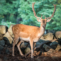 Wall Mural - Eurasian Fallow Deer V