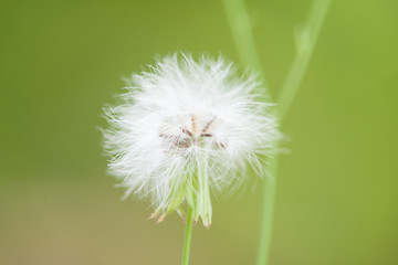 Canvas Print - flower grass blur at relax morning time