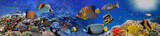 Fototapeta Fototapety do akwarium - Sea corals. Panorama