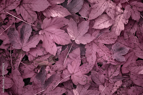 Fotografía Artistic magenta colored autumn season maple leaves background