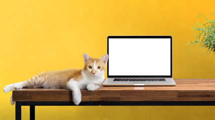 cat sitting with blank laptop on wooden table