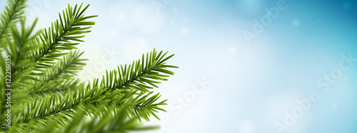 Fotografía Branches de sapin vectorielles 1