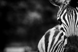 Fototapeta Zwierzęta - Eye contact with a Zebra 2