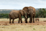 Fototapeta Sawanna - I told you no it is my water - The African Bush Elephant