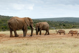 Fototapeta Sawanna - We want water NO - The African Bush Elephant