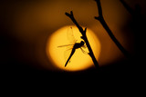 Fototapeta Zwierzęta - Sunset on Dragonfly 